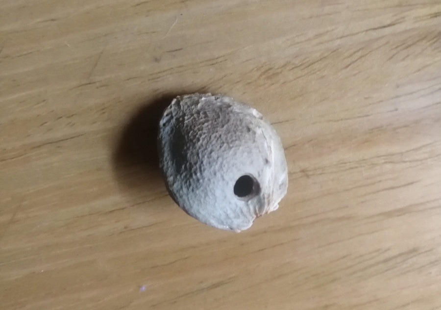 一枚杏核做的口哨