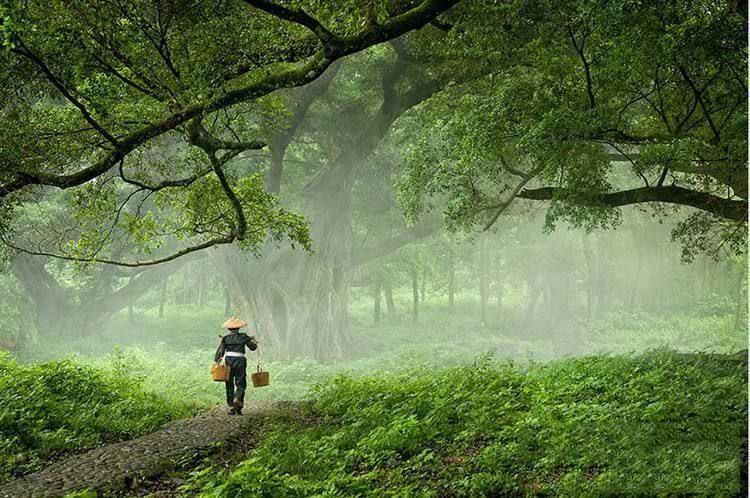 怀念故乡的雨