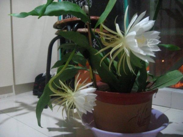 昙花怎么养才能开花?