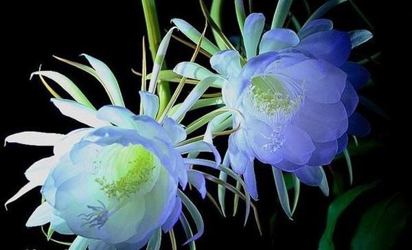 昙花怎么养才能开花?