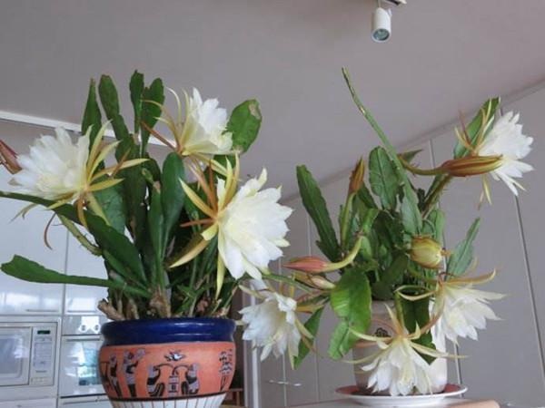 昙花怎么养才能开花?