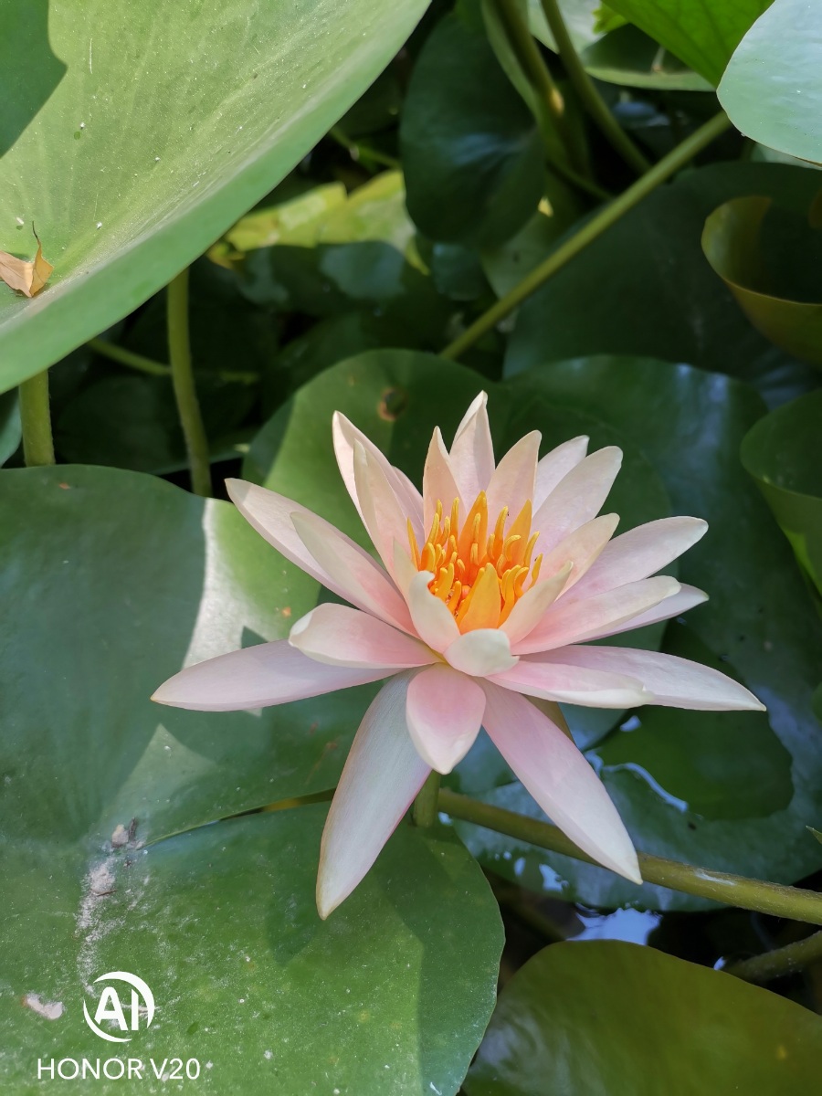 郑州市植物园半日游