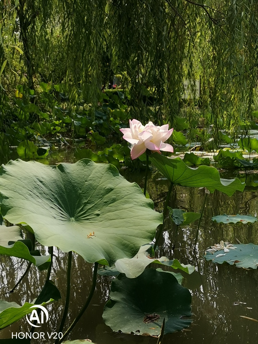 郑州市植物园半日游